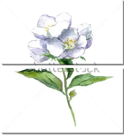 Акварельный рисунок веточки жасмина