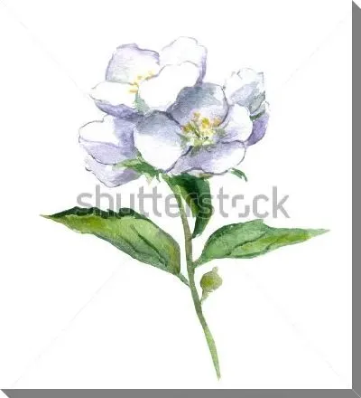 Постер Акварельный рисунок веточки жасмина