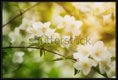 Картина Цветы жасмина в солнечный день