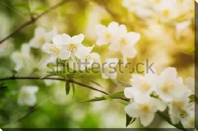 Постер Цветы жасмина в солнечный день