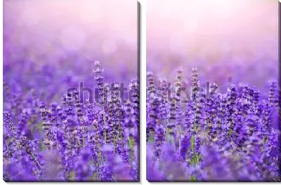 Модульная картина Красивое лавандовое поле в солнечных лучах и бликах