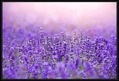 Картина Красивое лавандовое поле в солнечных лучах и бликах