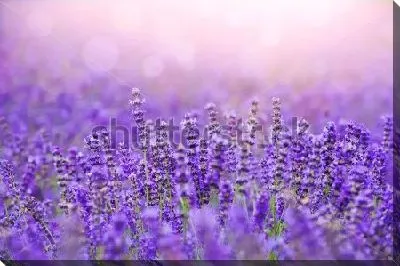 Постер Красивое лавандовое поле в солнечных лучах и бликах