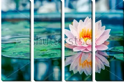 Модульная картина Красивый розовый лотос с отражением в пруду