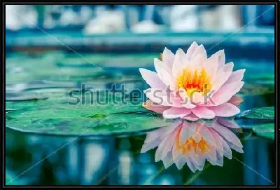 Картина Красивый розовый лотос с отражением в пруду