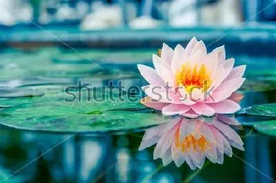 Плакат Красивый розовый лотос с отражением в пруду