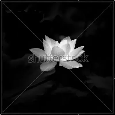 Картина Белый цветок лотоса на чёрном фоне