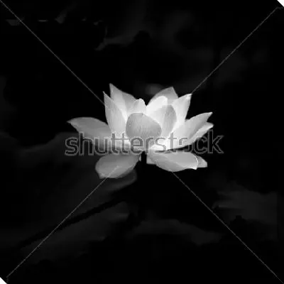 Постер Белый цветок лотоса на чёрном фоне