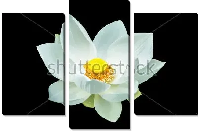 Модульная картина Белый лотос на чёрном фоне