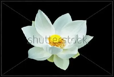 Белый лотос на чёрном фоне