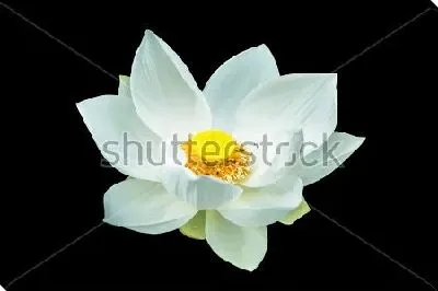 Белый лотос на чёрном фоне