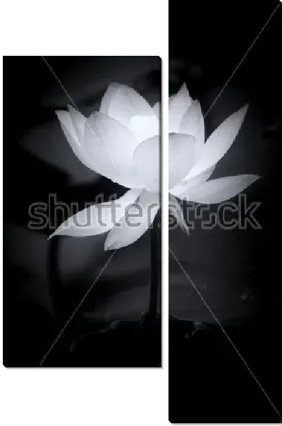 Модульная картина Белый цветок лотоса на чёрном фоне №2