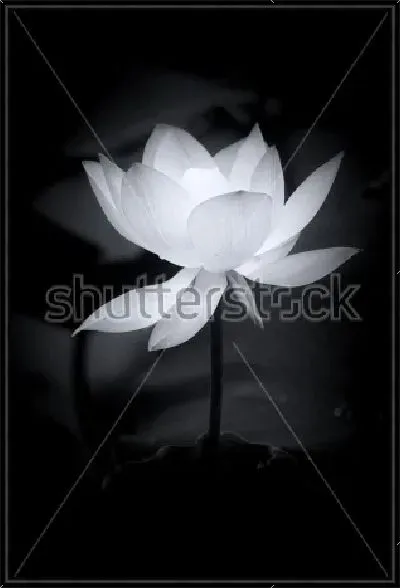 Картина Белый цветок лотоса на чёрном фоне №2