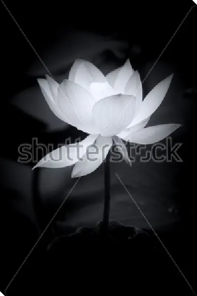 Постер Белый цветок лотоса на чёрном фоне №2