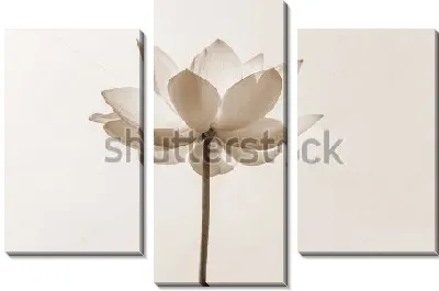 Модульная картина Раскрытый цветок лотоса