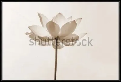 Картина Раскрытый цветок лотоса