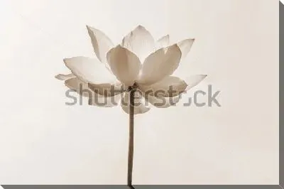 Постер Раскрытый цветок лотоса