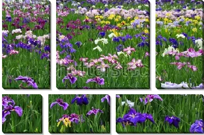 Модульная картина Поле цветущих ирисов