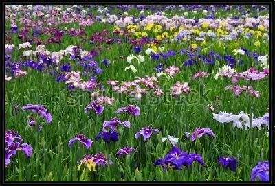 Картина Поле цветущих ирисов