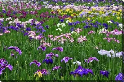 Постер Поле цветущих ирисов