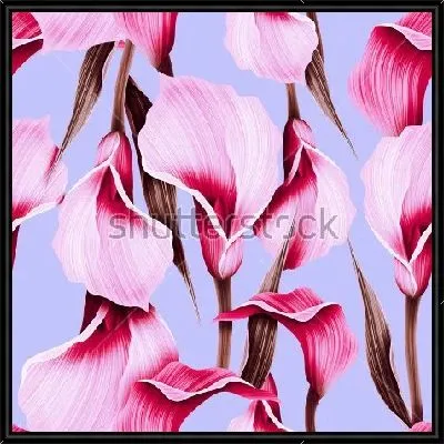 Яркая иллюстрация с розовыми цветами калл на нежном голубом фоне