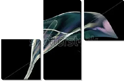 Модульная картина Иллюстрация с прозрачной каллой на чёрном фоне