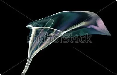 Постер Иллюстрация с прозрачной каллой на чёрном фоне