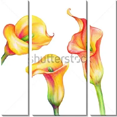 Модульная картина Жёлто-розовые цветы калл на белом фоне