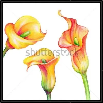 Жёлто-розовые цветы калл на белом фоне