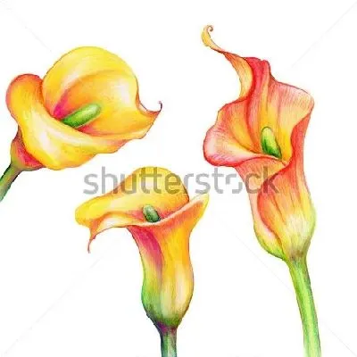 Плакат Жёлто-розовые цветы калл на белом фоне