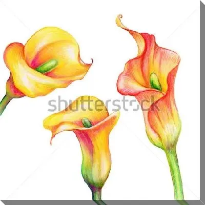 Жёлто-розовые цветы калл на белом фоне