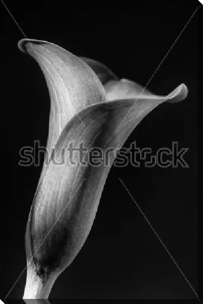 Постер Цветок каллы крупным планом на чёрном фоне