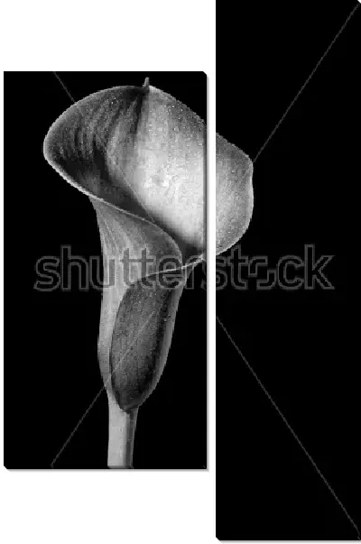 Модульная картина Цветок каллы с капельками росы крупным планом