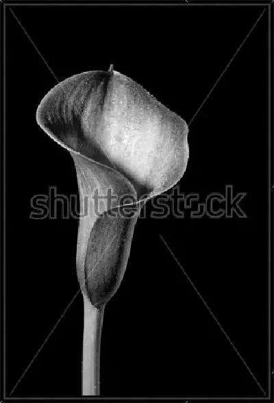 Картина Цветок каллы с капельками росы крупным планом