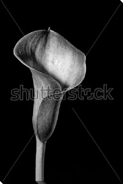 Постер Цветок каллы с капельками росы крупным планом