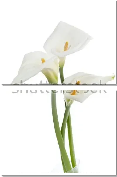 Модульная картина Букет белых калл на белом фоне