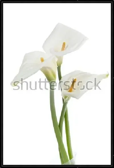 Картина Букет белых калл на белом фоне