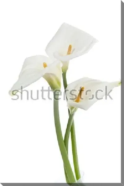 Постер Букет белых калл на белом фоне