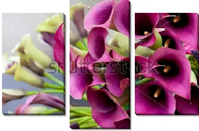 Модульная картина Букет фиолетовых калл 