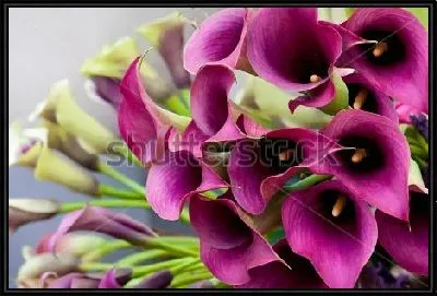 Букет фиолетовых калл 