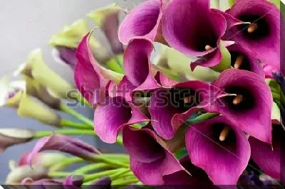 Букет фиолетовых калл 