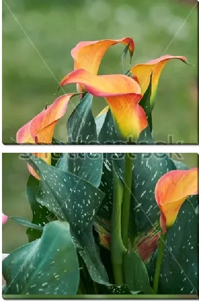 Модульная картина Роскошные жёлто-оранжевые каллы в саду