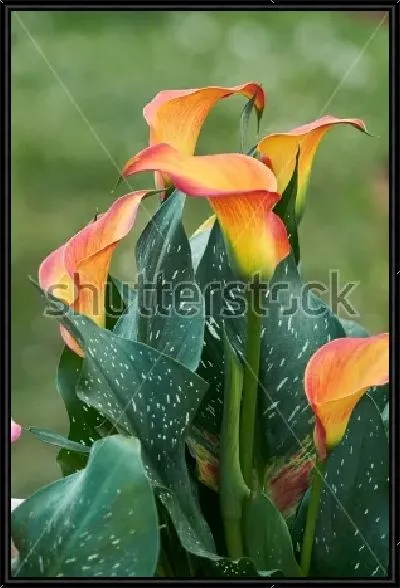 Картина Роскошные жёлто-оранжевые каллы в саду