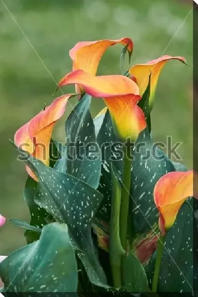 Постер Роскошные жёлто-оранжевые каллы в саду