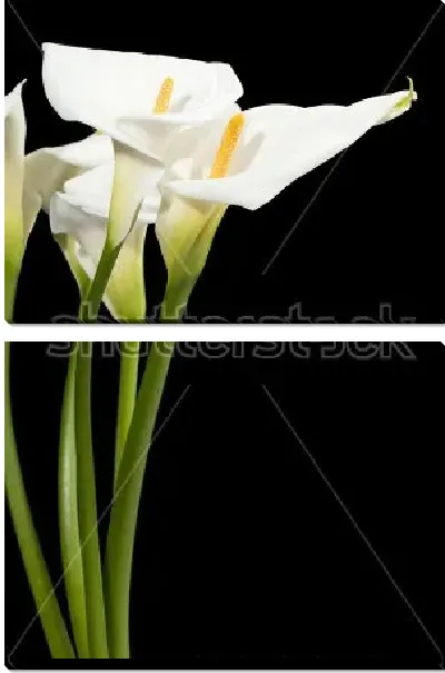 Модульная картина Букет белых калл на чёрном фоне