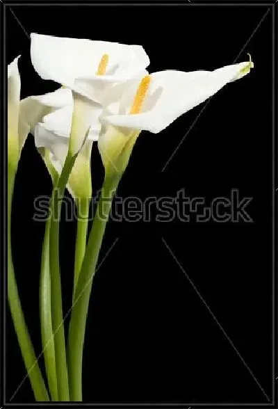 Картина Букет белых калл на чёрном фоне