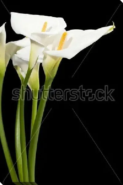 Постер Букет белых калл на чёрном фоне