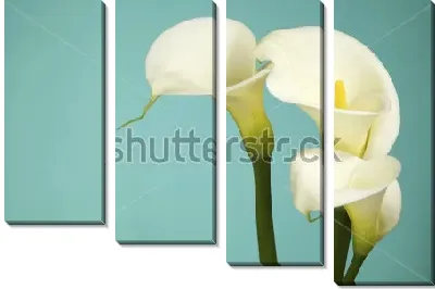 Модульная картина Нежные белые каллы на голубом фоне