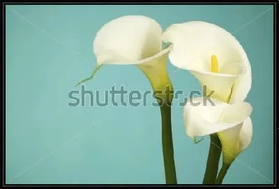 Нежные белые каллы на голубом фоне