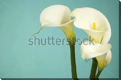 Нежные белые каллы на голубом фоне